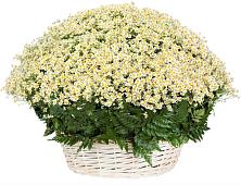 Цветочная композиция из Ромашки в корзине #REPLACE_PRED# Дыгулыбгее